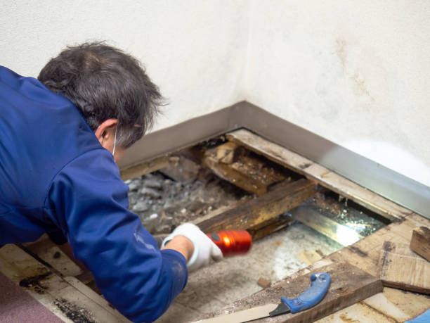 Best Mold Remediation for Specific Building Types in Pomona, NJ