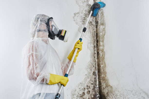 Best DIY Mold Remediation Support Services in Pomona, NJ