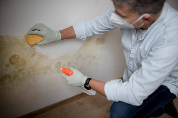 Best Kitchen Mold Remediation in Pomona, NJ