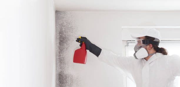 Best Attic Mold Remediation in Pomona, NJ