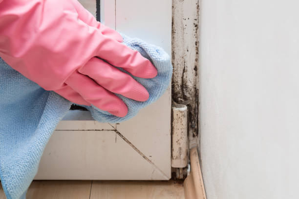 Best Attic Mold Remediation in Pomona, NJ